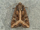  73.119 Crescent female Copyright Martin Evans 