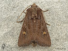  73.119 Crescent female Copyright Martin Evans 