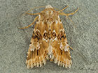  73.120 Dusky Sallow Copyright Martin Evans 