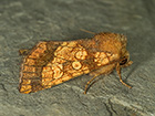  73.121 Frosted Orange Copyright Martin Evans  