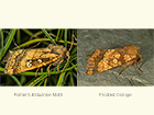  73.122 Fisher's Estuarine Moth and Frosted Orange Copyright Martin Evans 