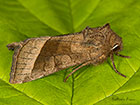  73.123 Rosy Rustic Copyright Martin Evans 