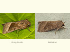  73.123 Rosy Rustic and Butterbur Copyright Martin Evans 