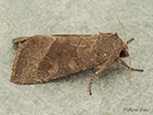  73.124 Butterbur Copyright Martin Evans 