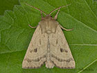  73.125 Marsh Mallow Moth Copyright Martin Evans 