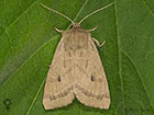  73.125 Marsh Mallow Moth female Copyright Martin Evans 