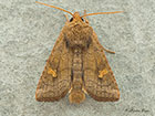  73.126 Saltern Ear Copyright Martin Evans 