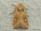  73.126 Saltern Ear Copyright Martin Evans 