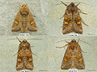  73.126 Saltern Ear similar ear species Copyright Martin Evans 
