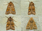 3.127 Large Ear and similar ear species Copyright Martin Evans 