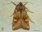  73.129 Crinan Ear female Copyright Martin Evans 