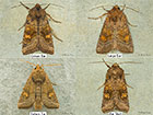  73.129 Crinan Ear and similar ear species Copyright Martin Evans 