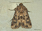  73.131 Flounced Rustic Copyright Martin Evans 