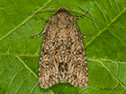  73.131 Flounced Rustic Copyright Martin Evans 