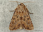  73.131 Flounced Rustic Copyright Martin Evans 
