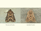  73.131 Flounced Rustic and Sandhill Rustic ssp.gueneei Copyright Martin Evans 