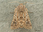  73.132 Sandhill Rustic ssp.gueneei Copyright Martin Evans 