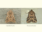  73.132 Sandhill Rustic ssp.gueneei and Flounced Rustic Copyright Martin Evans 