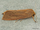  73.134 Large Wainscot Copyright Martin Evans 