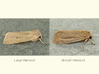  73.134 Large Wainscot and Bulrush Wainscot Copyright Martin Evans 