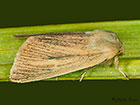  73.135 Blairs Wainscot Copyright Martin Evans 
