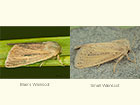  73.135 Blair's Wainscot and Small Wainscot Copyright Martin Evans 