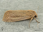  73.136 Bulrush Wainscot female Copyright Martin Evans 