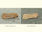  73.136 Bulrush Wainscot and Large Wainscot Copyright Martin Evans 