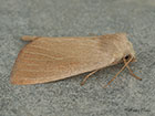  73.137 Fen Wainscot Copyright Martin Evans 