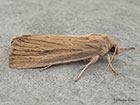  73.138 Lyme Grass Copyright Martin Evans 