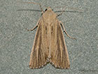  73.138 Lyme Grass Copyright Martin Evans 