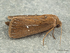  73.139 Twin-spotted Wainscot Copyright Martin Evans 