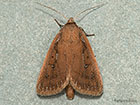  73.139 Twin-spotted Wainscot Copyright Martin Evans 