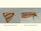  73.140 White-mantled Wainscot and Brown-veined Wainscot Copyright Martin Evans 