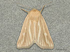  73.143 Brighton Wainscot Copyright Martin Evans 