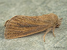  73.144 Small Wainscot Copyright Martin Evans 