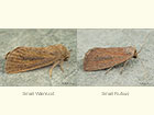  73.144 Small Wainscot and Mere Wainscot Copyright Martin Evans 