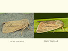  73.144 Small Wainscot and Blair's Wainscot Copyright Martin Evans 