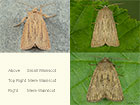  73.144 Small Wainscot and Mere Wainscot Copyright Martin Evans 