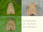  73.145 Mere Wainscot and Small Wainscot Copyright Martin Evans 
