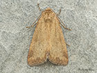  73.147 Small Dotted Buff Copyright Martin Evans 