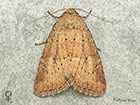 73.147 Small Dotted Buff female Copyright Martin Evans 