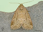 73.147 Small Dotted Buff female Copyright Martin Evans 