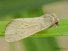  73.148 Morris's Wainscot Copyright Martin Evans 