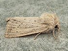  73.149 Concolorous Copyright Martin Evans 