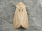  73.149 Concolorous Copyright Martin Evans 