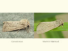  73.149 Concolorous and Morris's Wainscot Copyright Martin Evans 