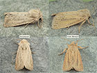  73.149 Concolorous and Small Wainscot Copyright Martin Evans 