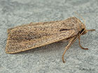  73.150 Fenn's Wainscot Copyright Martin Evans 
