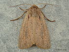  73.150 Fenn's Wainscot Copyright Martin Evans 